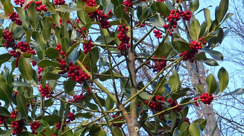 Ilex aquifolium / Agrifoglio